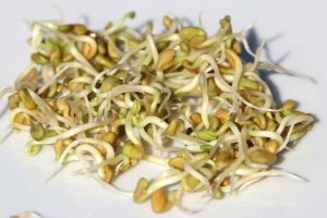 Sprossen aus Bockshornkleesamen