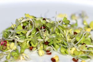 Sprossenzucht