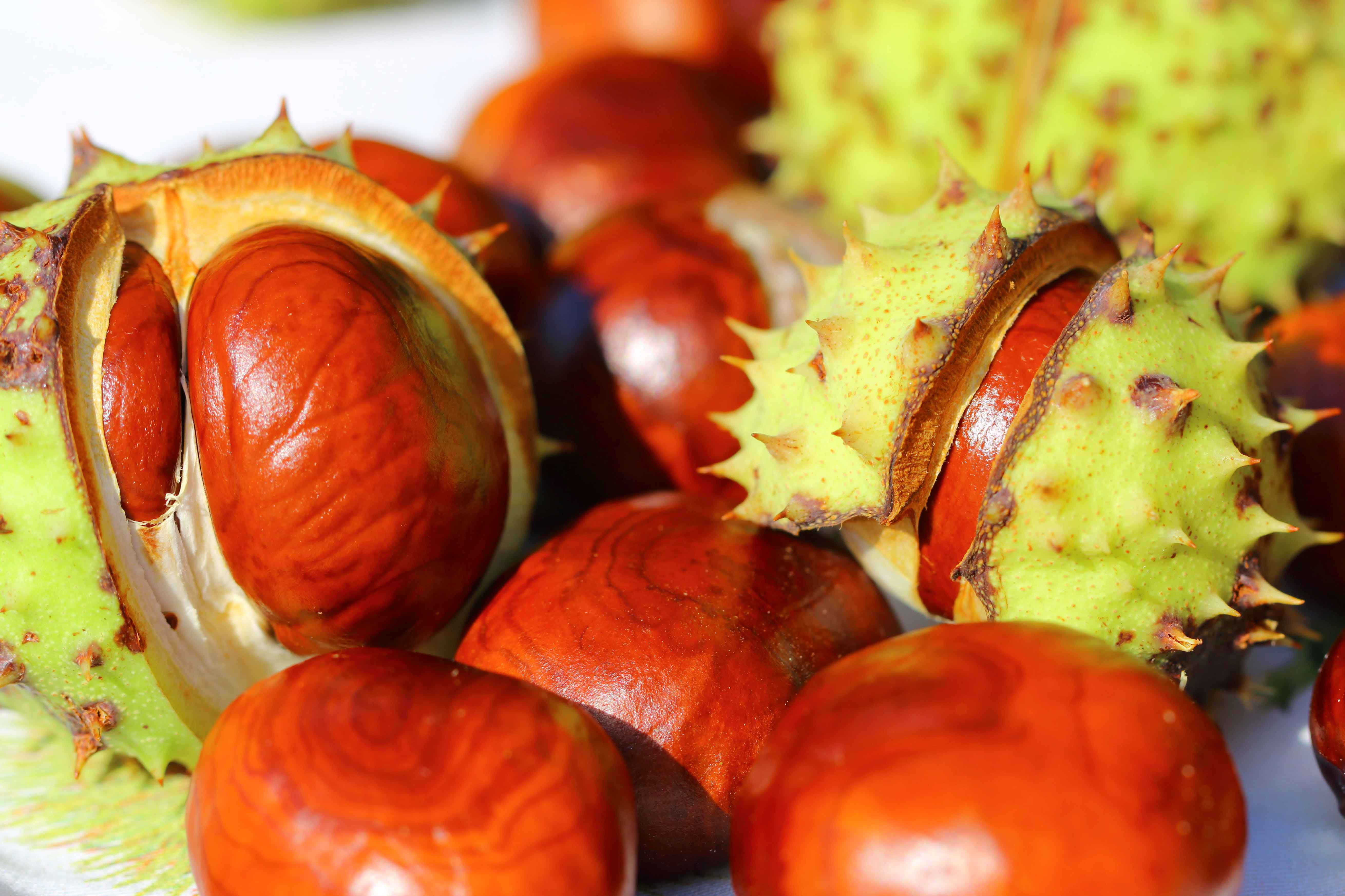 Rosskastanie die heimische Waschnuss Mag. Gabriele Zach Gutes