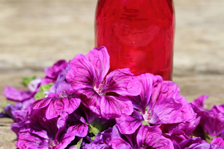 Sirup aus Malven