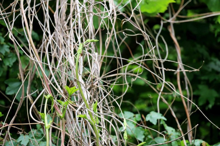 Wilder-Hopfen-1-web