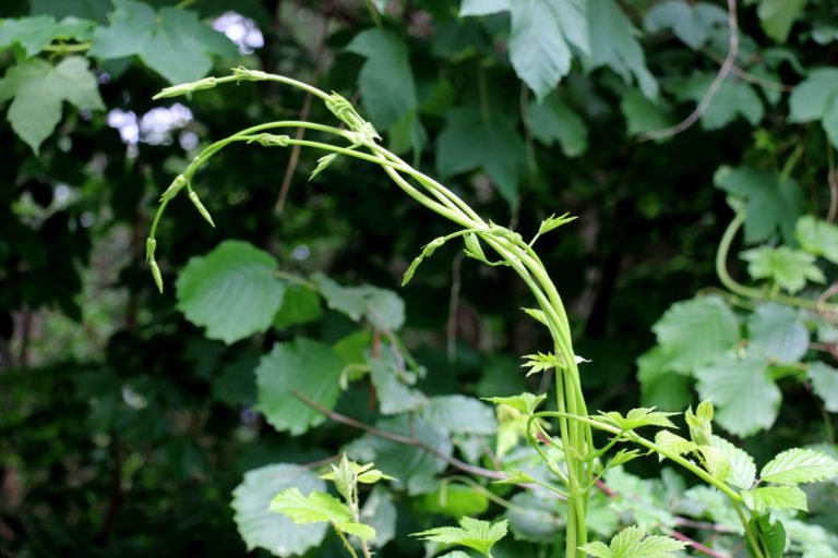 Wilder-Hopfen-3-web