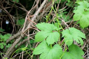 Wilder Hopfen